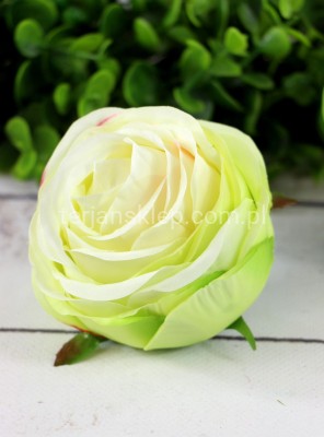 Camelia wyrobowa / pełnik SUN564 (12 szt) lt green edge pink #2286