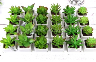 Sukulenty zestaw GUMA (24 szt) B040