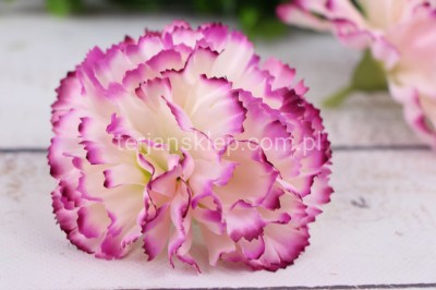 Goździk wyr. satynowy CA960 (20 szt) lemon egde purple #20 / 55