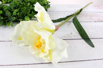 Irys gałązka CK34 krem