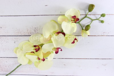 Storczyk SUN315 lemon / beauty środek #1408