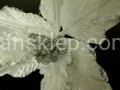 IMG_5228.jpg
