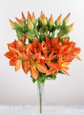 Clematis - pik SUN444 / SUN500 (12 szt) orange #1914A