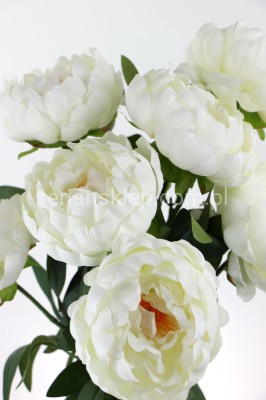 Bukiet peonii AK74 krem