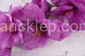 IMG_1684.JPG