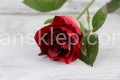 IMG_2948.JPG
