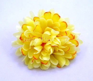 Chryzantema K022 (12 szt) cream orange