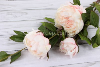 Peonia SUN117 powder peach edge pink #3080