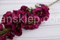 IMG_4409.JPG
