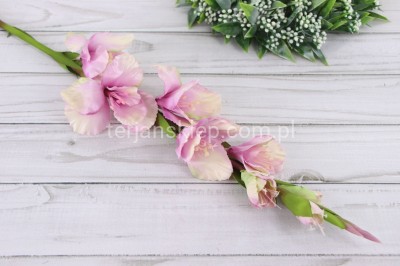 Mieczyk gał. SUN367 (1szt) powder pink green #2401