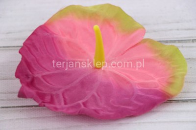 Anturium L037 A (36 szt) pink green