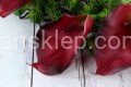 IMG_5509.JPG