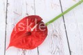 IMG_5529.JPG