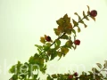 7f52a995a2c274cb10ad429dcb4cde1ebb780461