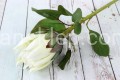IMG_5581.JPG