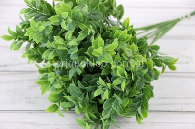 Pik bukszpanowy (12 szt) TIK066 green (delikatnie pudrowany)