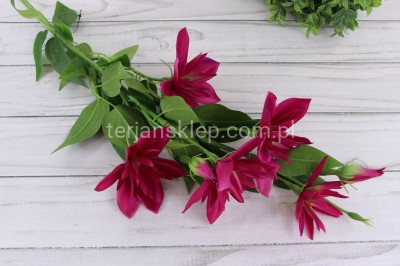 Clematis DUŻA gał. SUN508 beauty #2383 /ass#4
