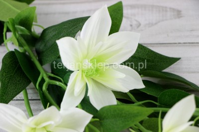 Clematis DUŻA gał. SUN508 cream #1802 /ass#4