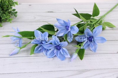 Clematis DUŻA gał. SUN508 lt blue #2654 / ass#2