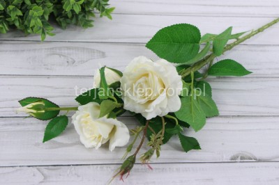 Gał. róża "3" SUN130 dr cream #1534