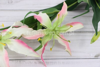 Glorioza SUN588 cream pink #2980