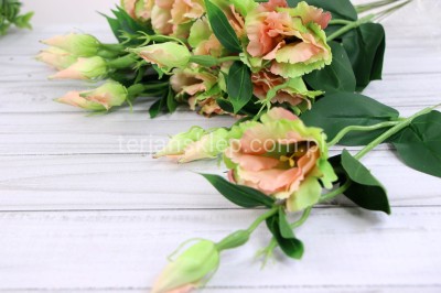 Eustoma SUN357 (12 szt) peach green #2895