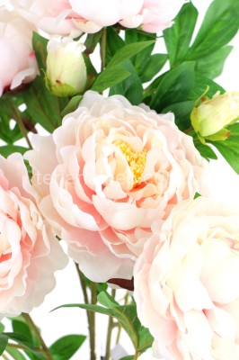 Bukiet peonii SUN122 powder peach edge pink #3080 / #ass 12 i 13