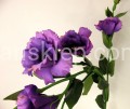 IMG_7335.jpg