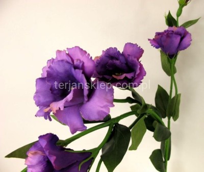 Eustoma gał. SUN345 dr violet #1177 A 