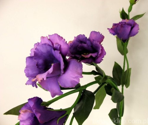 IMG_7335.jpg