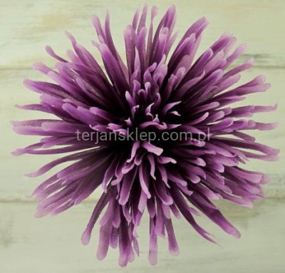 Chryzantema igiełka FS016 (12 szt) lilac