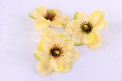 Magnolia wyrobowa MNIEJSZA CK87 (12 szt) lt tea z akcentami #2