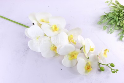Storczyk gumowy CV14864 white yellow #1