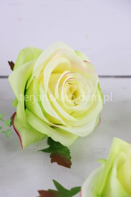 Róża wyrobowa SUN385 (12 szt) lt green edge pink #1960