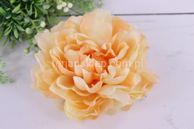 Peonia wyrobowa SUN406 (12 szt) papaya #3081