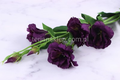 Eustoma gał. SUN345 purple green #1279