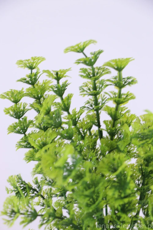 4205.JPG