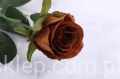 4317.JPG