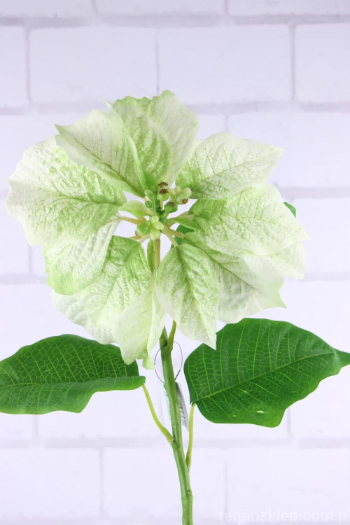 4763.JPG