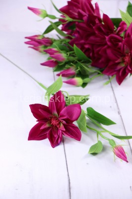 Clematis - pik SUN444 / SUN500 (12 szt) beauty #2383 