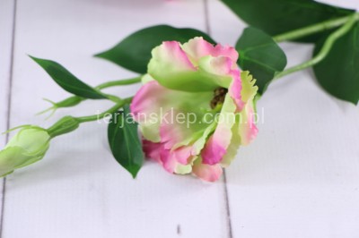Eustoma SUN357 (12 szt) green beauty #2883
