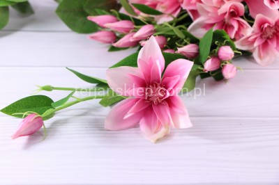 Clematis - pik SUN500 (12 szt) sweet pink #2825