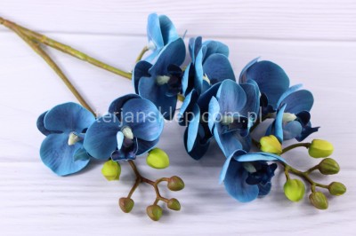 Storczyk gumowany 50 99 blue
