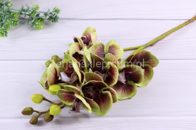 Storczyk gumowany 50 99 green brown