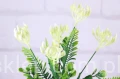 5780.JPG