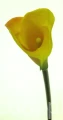 dba33898843a7592db441cc1611957854a4cae13