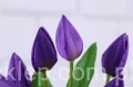 6068.JPG