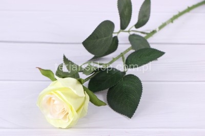 Róża gał. ART004 dr cream green #36