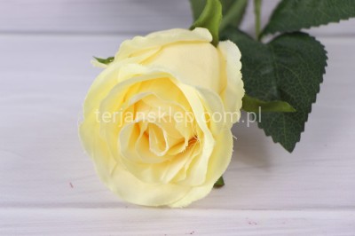 Róża gał. ART004 dr yellow #22