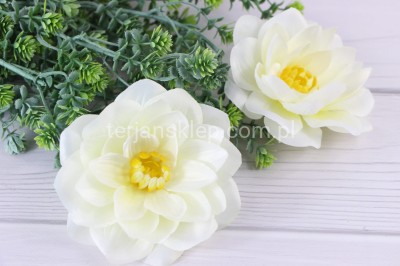 Dalia wyrobowa / nenufar L056 (12 szt) cream